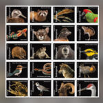 2023 Endangered Species Forever First Class Postage Stamps